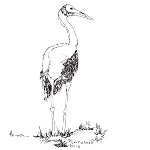 BrolgaStandingRiaLoader2018Web