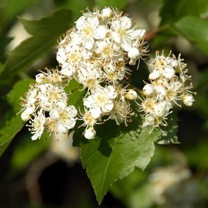 Hawthorn, Washington